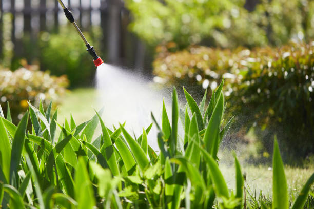 24/7 Emergency Termite Control experts in Brandon, MS